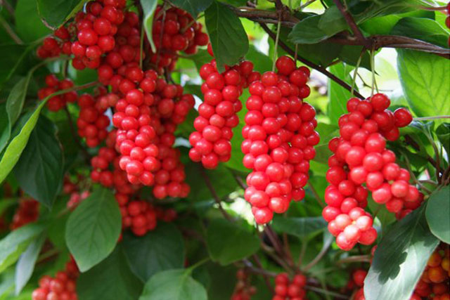 schisandra